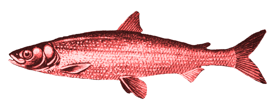 red fish